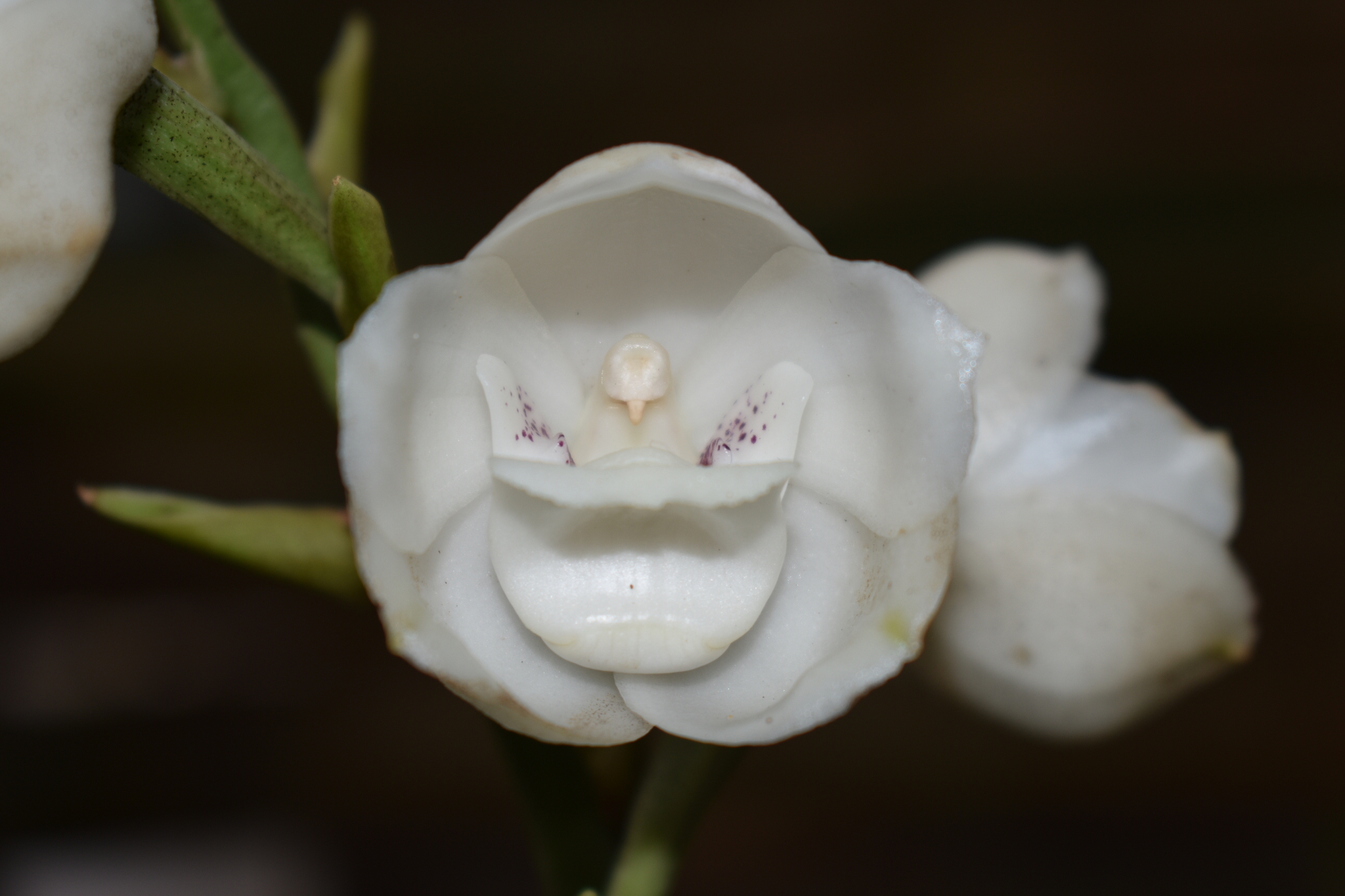 Imagem de Orquídea-pomba