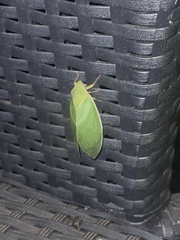 Cystosoma saundersii