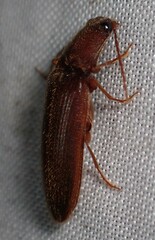 Hemicrepidius melanophthalmus