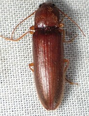 Hemicrepidius melanophthalmus