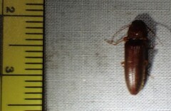 Hemicrepidius melanophthalmus