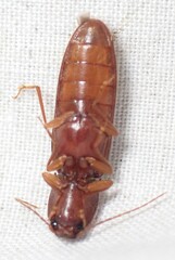 Hemicrepidius melanophthalmus