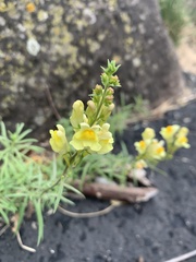 Linaria