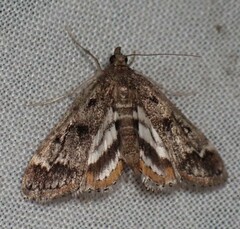 Parapoynx obscuralis