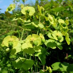 Euphorbia amygdaloides