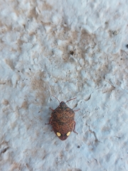 Solenosthedium bilunatum