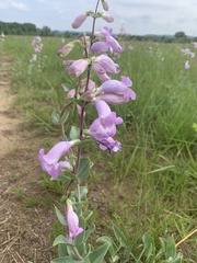 Penstemon grandiflorus