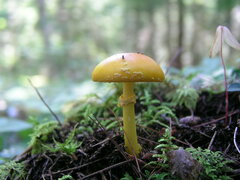 Amanita flavoconia