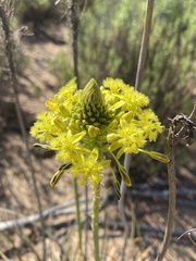 Bulbine abyssinica