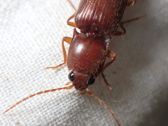 Hemicrepidius melanophthalmus