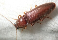 Hemicrepidius melanophthalmus