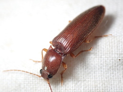 Hemicrepidius melanophthalmus