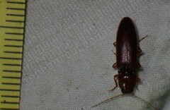 Hemicrepidius melanophthalmus