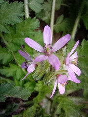 Erodium moschatum