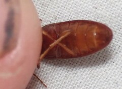 Hemicrepidius melanophthalmus
