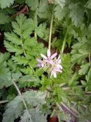 Erodium moschatum