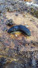 Kobeltia