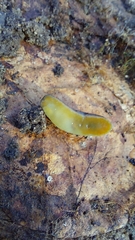 Kobeltia