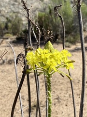 Bulbine abyssinica