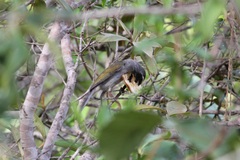 Saltator similis