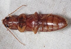 Hemicrepidius melanophthalmus