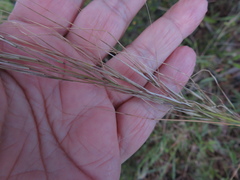 Austrostipa