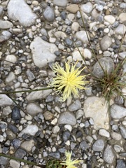 Centaurea dichroantha