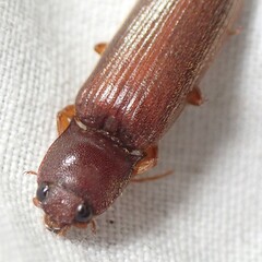 Hemicrepidius melanophthalmus