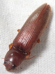Hemicrepidius melanophthalmus