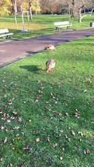 Alopochen aegyptiaca