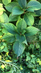 Hydrangea macrophylla