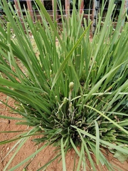 Dietes grandiflora