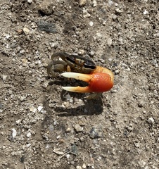Tubuca coarctata