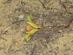 Actias maenas