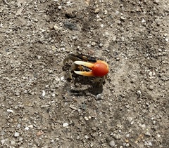 Tubuca coarctata
