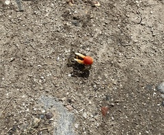 Tubuca coarctata