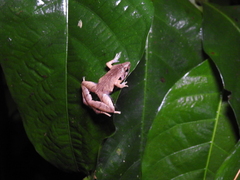 Microhyla achatina