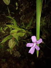 Pinguicula moranensis