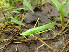 Euconocephalus nasutus