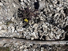 Chondrilla chondrilloides