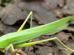 Euconocephalus nasutus