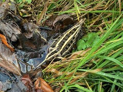 Lymnocryptes minimus