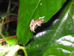 Microhyla achatina