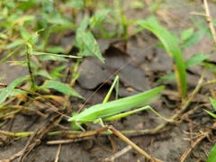 Euconocephalus nasutus