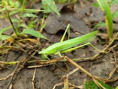 Euconocephalus nasutus