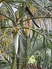 Dypsis lutescens image