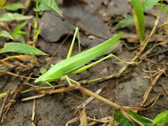 Euconocephalus nasutus