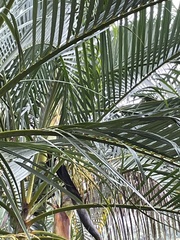 Dypsis lutescens