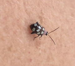 Omophoita