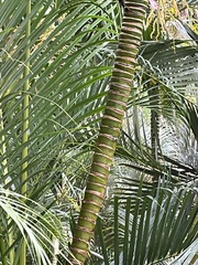 Dypsis lutescens